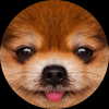 Jacky Ho